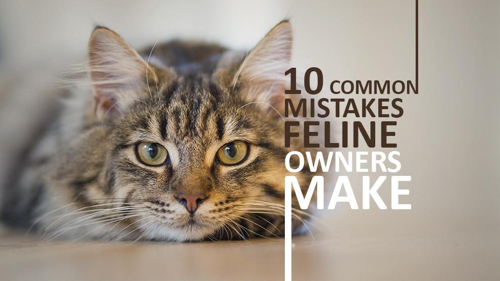 10 Common Mistakes Cat Owners Make