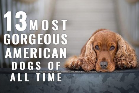 American Dogs