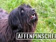 Affenpinscher