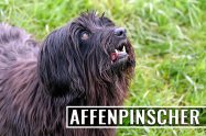 Affenpinscher