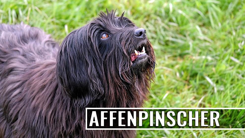 Affenpinscher