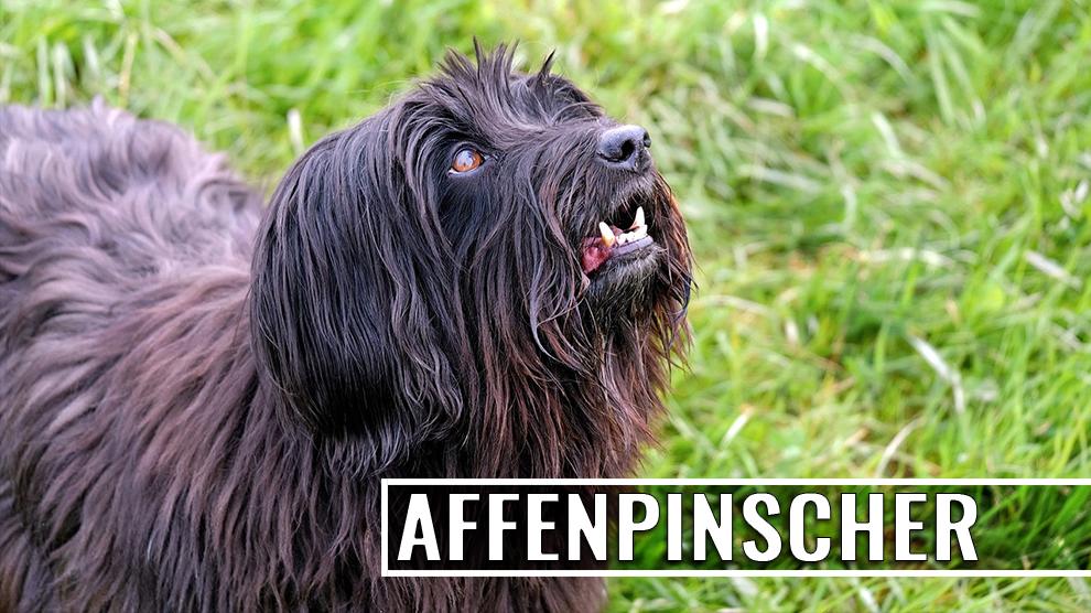 Affenpinscher Canine Breed Info & Traits petsinfo11