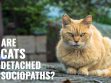 Are Cats Detached Sociopaths?