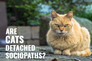 Are Cats Detached Sociopaths?