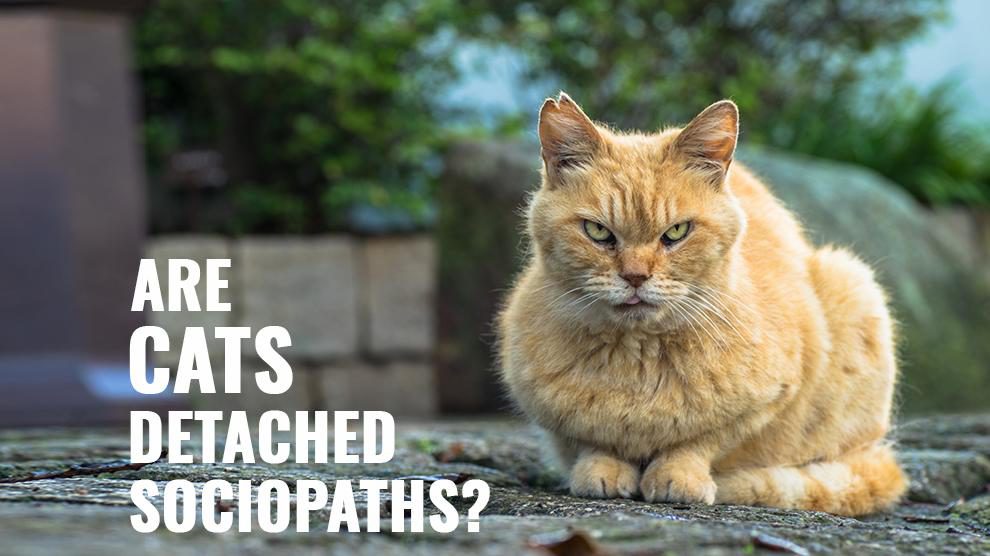 Are Cats Detached Sociopaths?