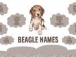 Beagle Names