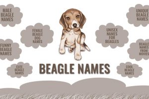 Beagle Names