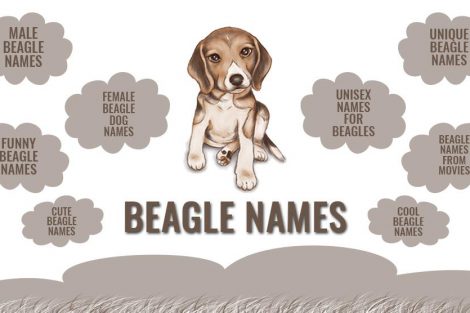 Beagle Names