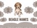 Beagle Names