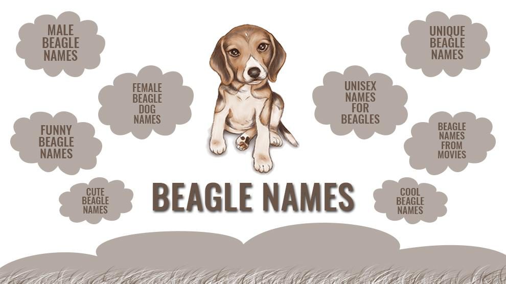 Beagle Names - 170 Cute And Unique Names For Your Beagle Puppy - Petmoo