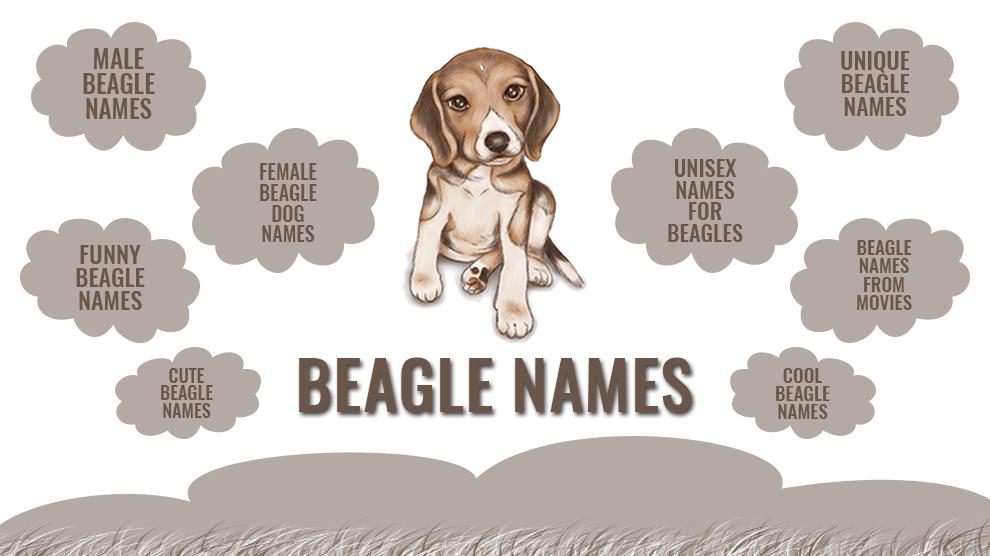 cute girl beagle names