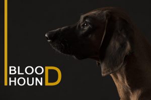 Bloodhound