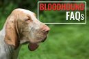 Bloodhound FAQs