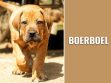 Boerboel
