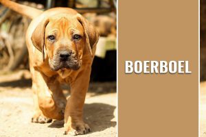 Boerboel