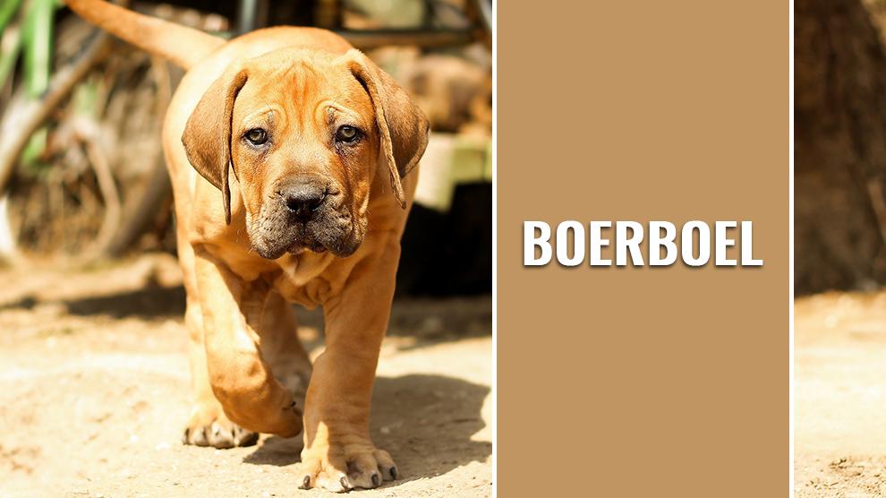 Boerboel Information 2025
