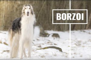 Borzoi