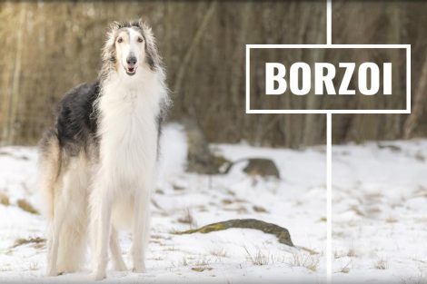 Borzoi