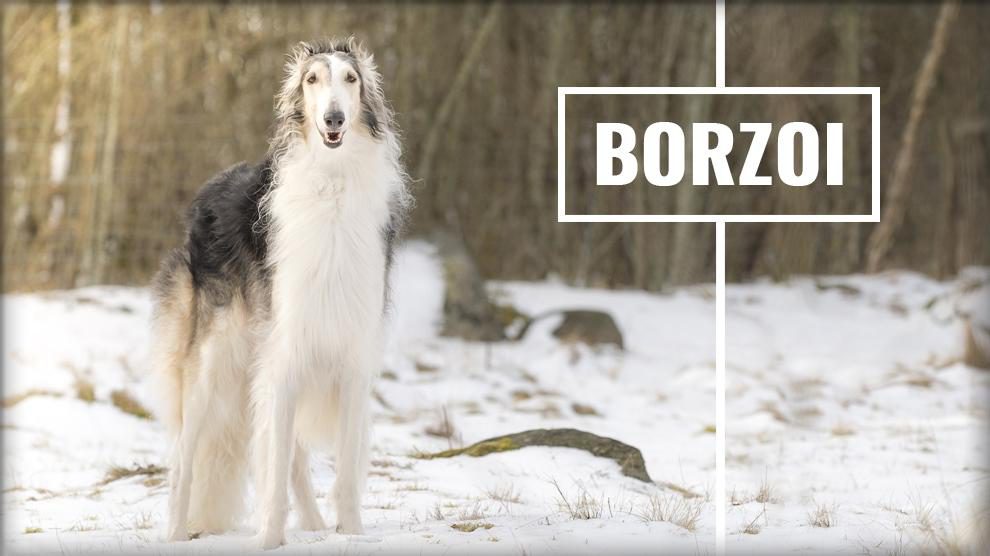 Borzoi