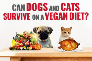 Can Dogs And Cats Survive On A Vegan Diet?