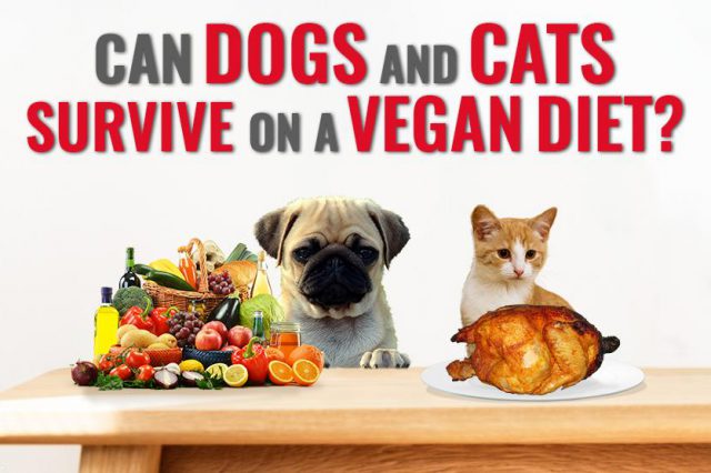 Can Dogs And Cats Survive On A Vegan Diet?