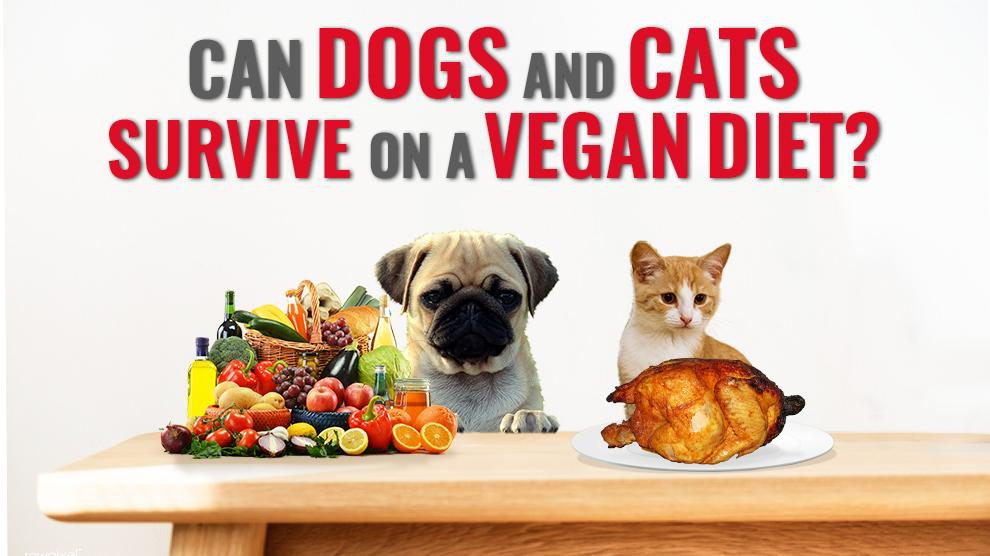 Can Dogs And Cats Survive On A Vegan Diet?