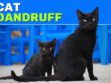 Cat Dandruff