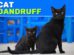 Cat Dandruff