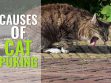 Cats With Upset Tummies Causes Of Cats Throwing Up
