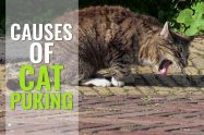 Cats With Upset Tummies Causes Of Cats Throwing Up