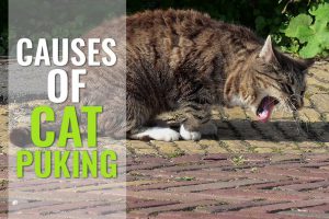 Cats With Upset Tummies Causes Of Cats Throwing Up