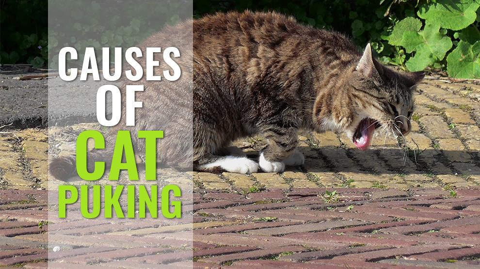 Cats With Upset Tummies Causes Of Cats Throwing Up