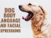 Dog Body Language And Facial Expressions