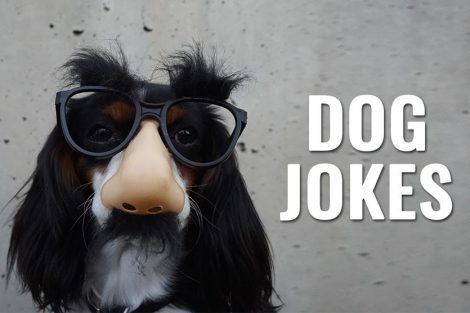 Dog Jokes