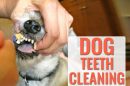 Dog Teeth Cleaning