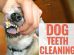 Dog Teeth Cleaning