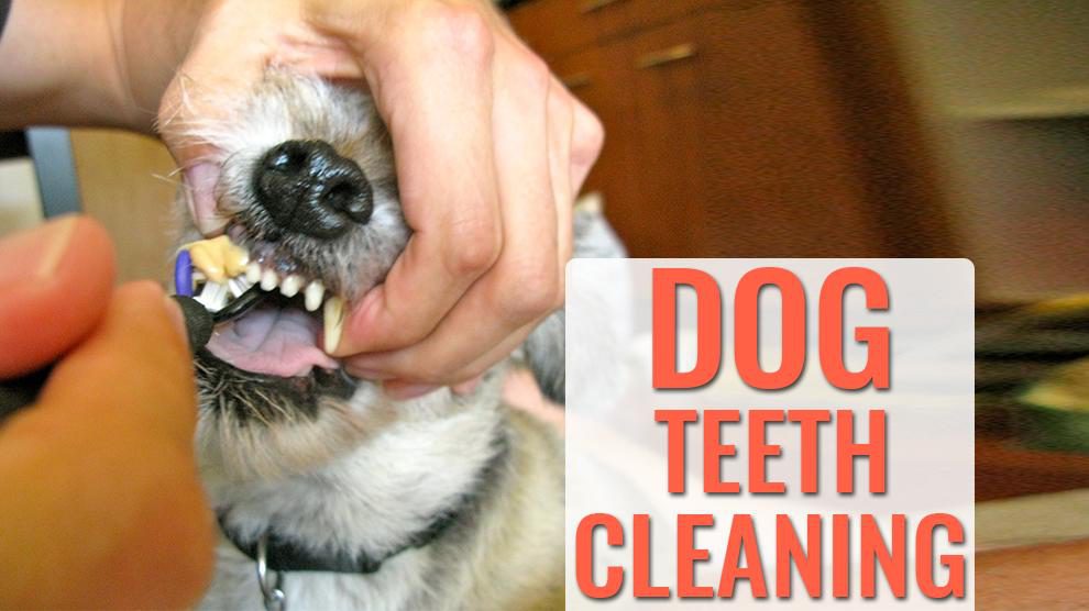 Dog Teeth Cleaning