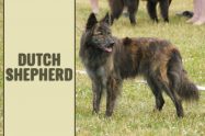 Dutch Shepherd