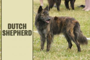 Dutch Shepherd