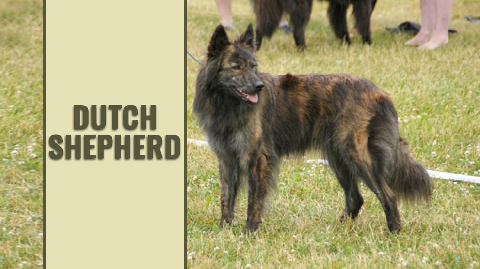 Dutch Shepherd