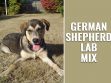 German Shepherd Lab Mix