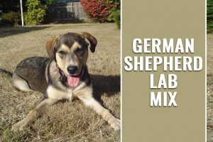 German Shepherd Lab Mix