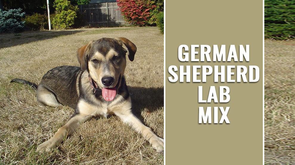 german shepherd lab mix size