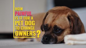 How Painful Is It For A Pet Dog To Change Owners?