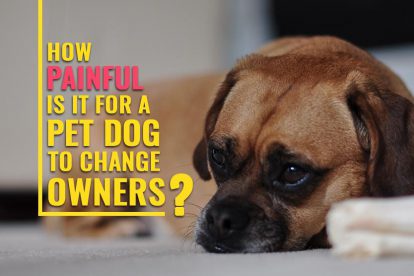 How Painful Is It For A Pet Dog To Change Owners?