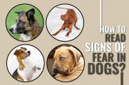 How To Easily Identify Signs Of Fear In Dogs?