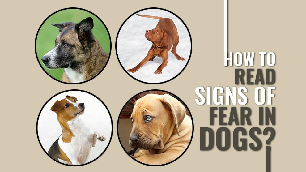 How To Easily Identify Signs Of Fear In Dogs?