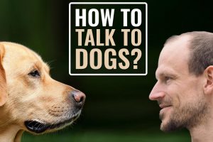 How To Talk To Dogs Without Smothering Them?