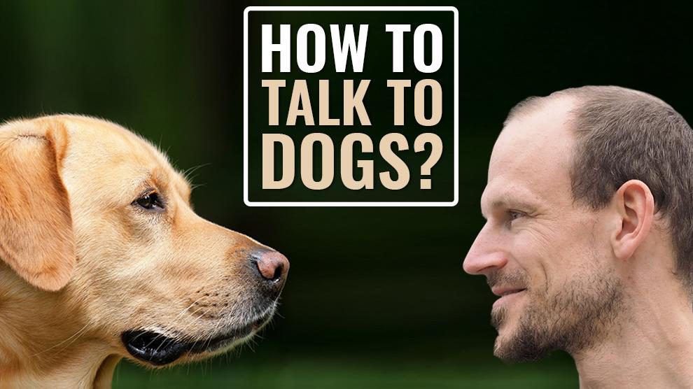 How To Talk To Dogs Without Smothering Them?