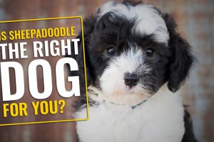 Is Sheepadoodle The Right Dog For You?